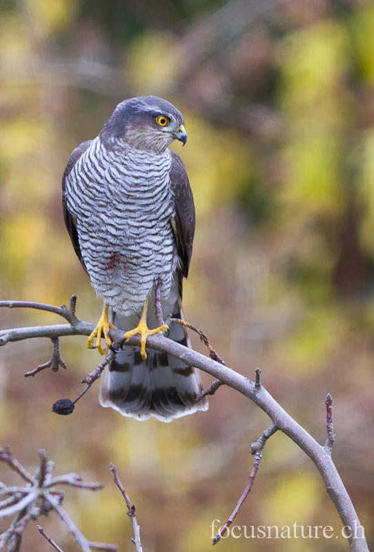 Epervier 7900.jpg - Épervier d'EuropeAccipiter nisusEurasian Sparrowhawk (Ermitage, Genève, Suisse, février 2012)